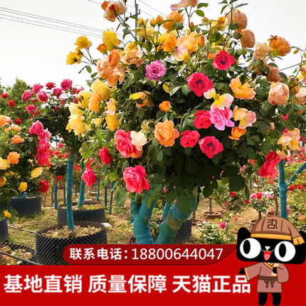 棒棒糖树桩月季花苗特大花盆栽庭院绿化植物花卉嫁接四季树状月季