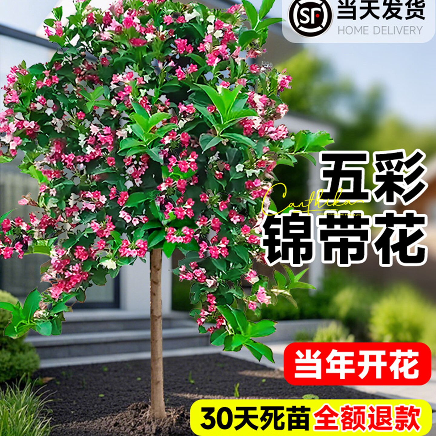 五彩锦带花树苗庭院耐寒耐旱