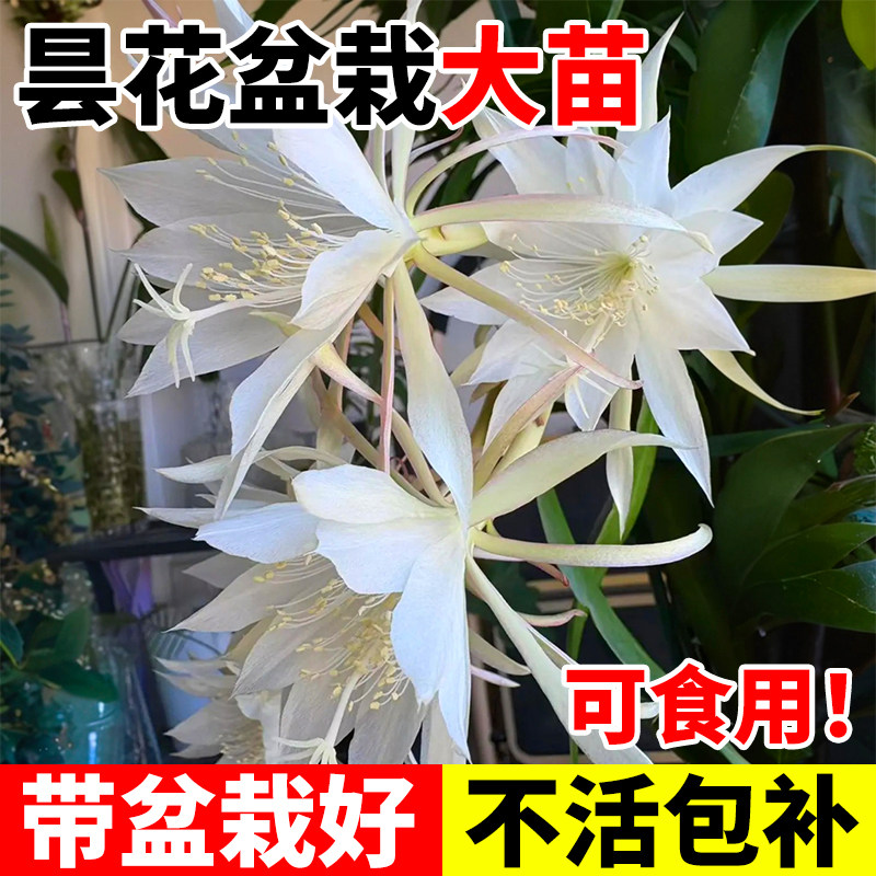 昙花盆栽带花苞小叶大叶卷叶鱼骨昙花可食用老桩花苗好养易活植物