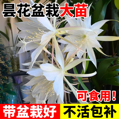 昙花盆栽带花苞小叶大叶卷叶鱼骨昙花可食用老桩花苗好养易活植物