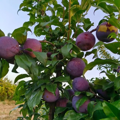 安哥诺李子树苗嫁接晚熟李子树苗盆栽地栽南北方种植当年结果果树