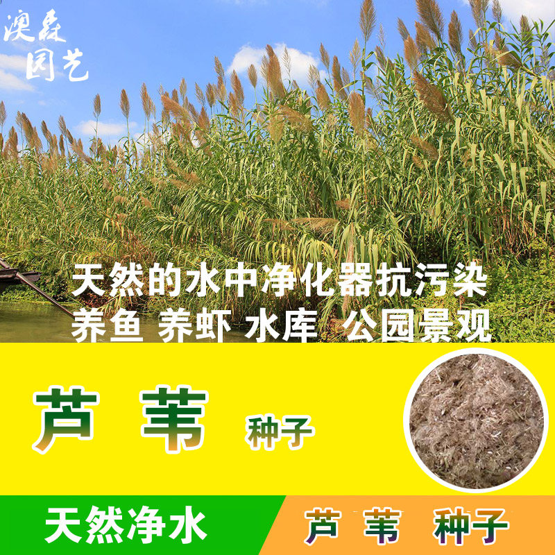 芦苇种子葭兼种籽牧草水生植物药材护堤园林绿化湖泊种植鱼虾塘种