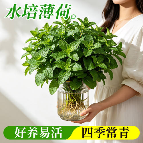水培薄荷阳台办公室内桌面驱蚊植物好养活四季可食用盆栽花卉绿植