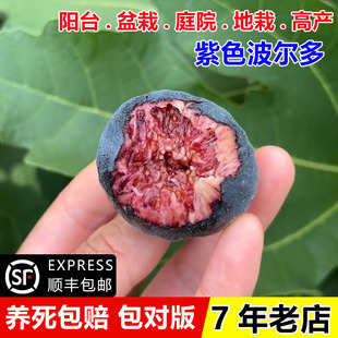 紫色波尔多无花果苗阳台室内盆栽耐寒小波无花果树苗南方北方种植