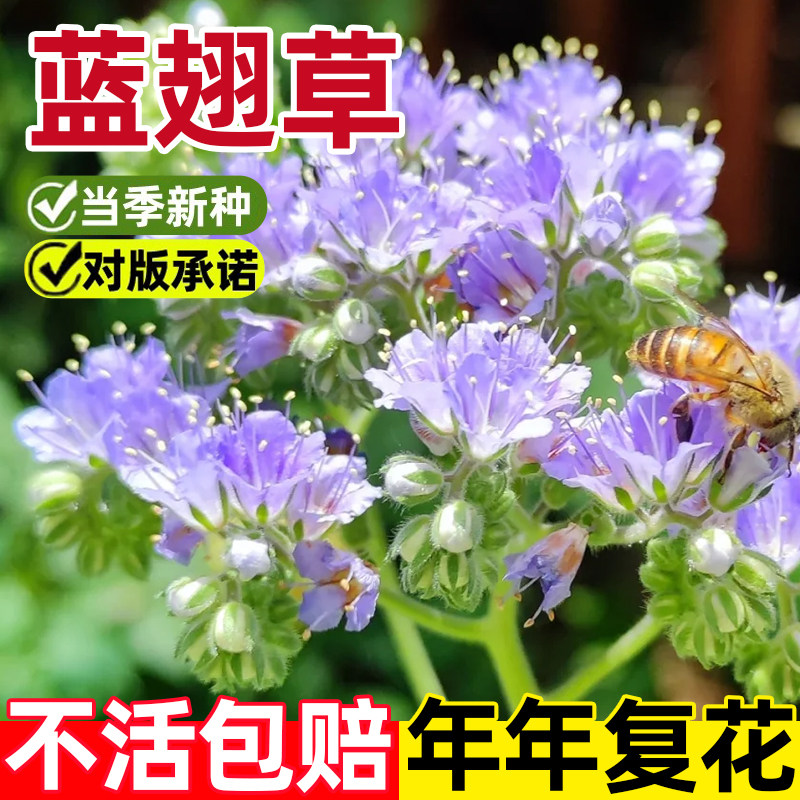 蓝翅草种子庭院观赏蓝紫色艾菊叶法色草籽孑室外四季阳台盆栽秋播