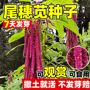 尾穗苋种子观赏花仙人谷籽粒苋种子四季易种花草长势强尾穗苋花籽