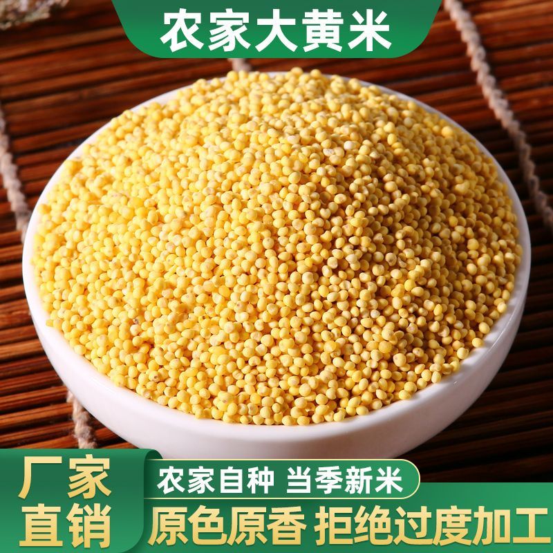 新鲜大黄米当季新粘糯大黄米农家东北新粘米黍子米黄粘米粽子年糕