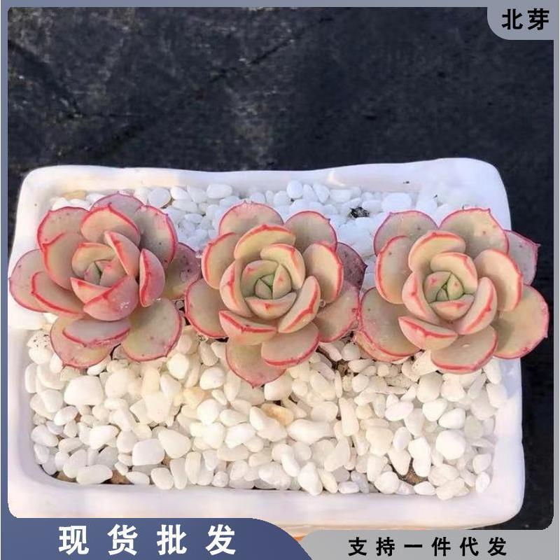 凌波仙子多肉植物026多肉韩货肉肉全店满38包邮 鲜花速递/花卉仿真/绿植园艺 多肉植物 原图主图