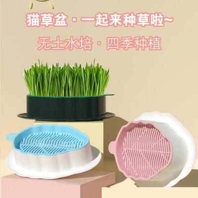 Кошачья травяная горшка растение ленивые люди Soilses Hydroponic Box Box Box