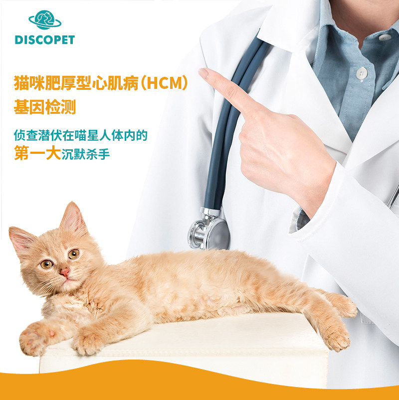 discopet喵星探索猫咪肥厚型心肌病hcm基因检测筛查布偶缅因心脏