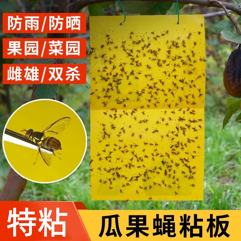 粘虫板瓜果实蝇桔小针蜂诱捕