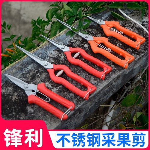 采果葡萄柑橘桔子剪刀