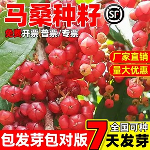 马桑种子灌木草籽护坡固土山边坡紫穗槐刺槐绿化矿山绿化复绿草籽