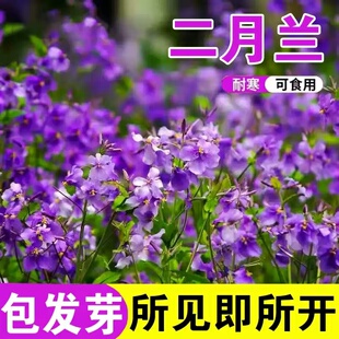二月兰花种子诸葛菜种孑四季播种开花网红草庭院花卉耐寒花种籽子