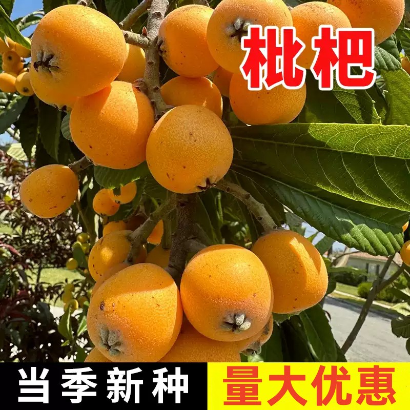 枇杷树种子 琵琶种子白玉枇杷 芦橘白枇杷大五星枇杷种子当季新种