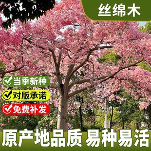 丝棉木种子新采丝绵木树苗种籽嫁接卫矛金丝吊蝴蝶北海道黄杨砧木