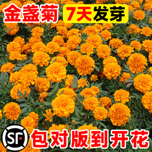 金盏菊花种子太阳花向日葵除虫菊花种籽子孑室外四季播种开花盆栽