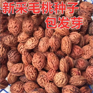 毛桃种子毛桃核山杏子树桃树种子山桃种子可做嫁接梅花砧木果树籽