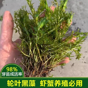 轮叶黑藻芽孢水草龙虾螃蟹养殖专用增氧净化水质节节草灯笼泡