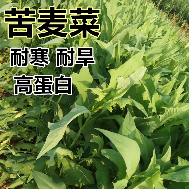 苦麦菜种子 养鹅牧草草籽 鱼猪鸡鸭鹅苦麻菜苦荬菜苦买菜苦卖菜