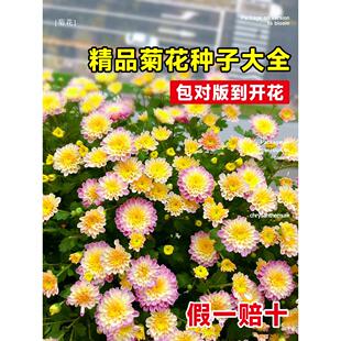 翠菊花种子波斯菊糖果菊花种混色四季播种开耐寒秋播花籽种孑大全