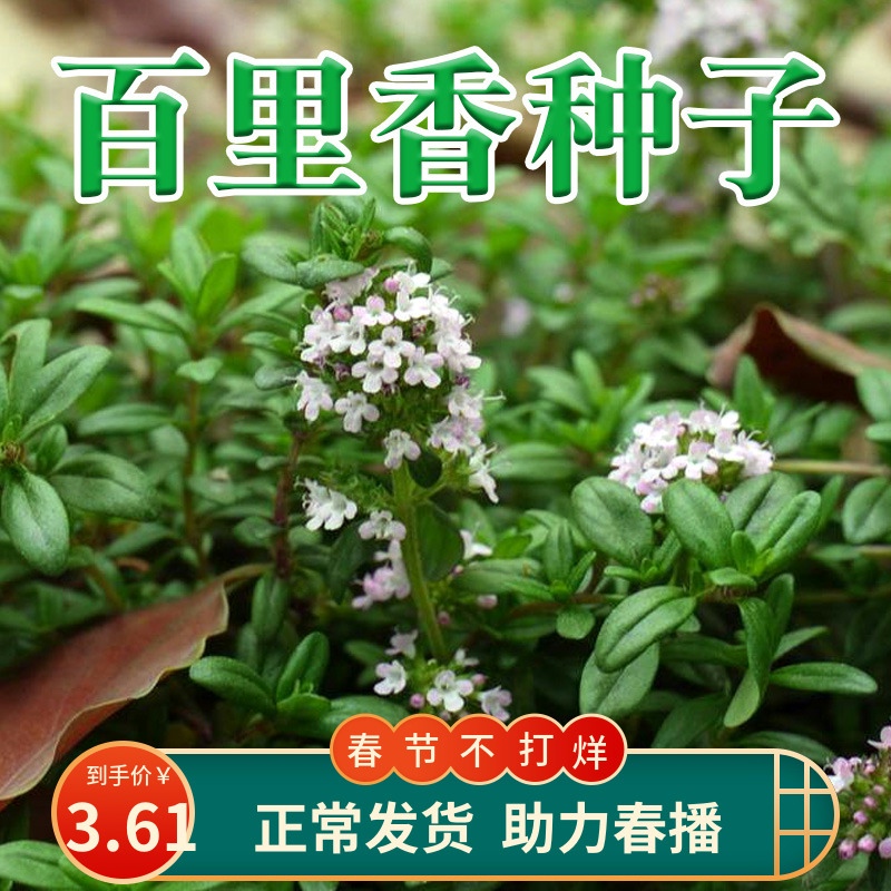 百里香种子蔬菜种籽四季阳台盆栽菜籽西餐香料香草籽地花椒春季