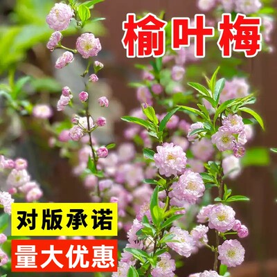 榆叶梅种子重瓣小桃红种籽庭院道路公园绿化苗灌木易活南北方耐寒
