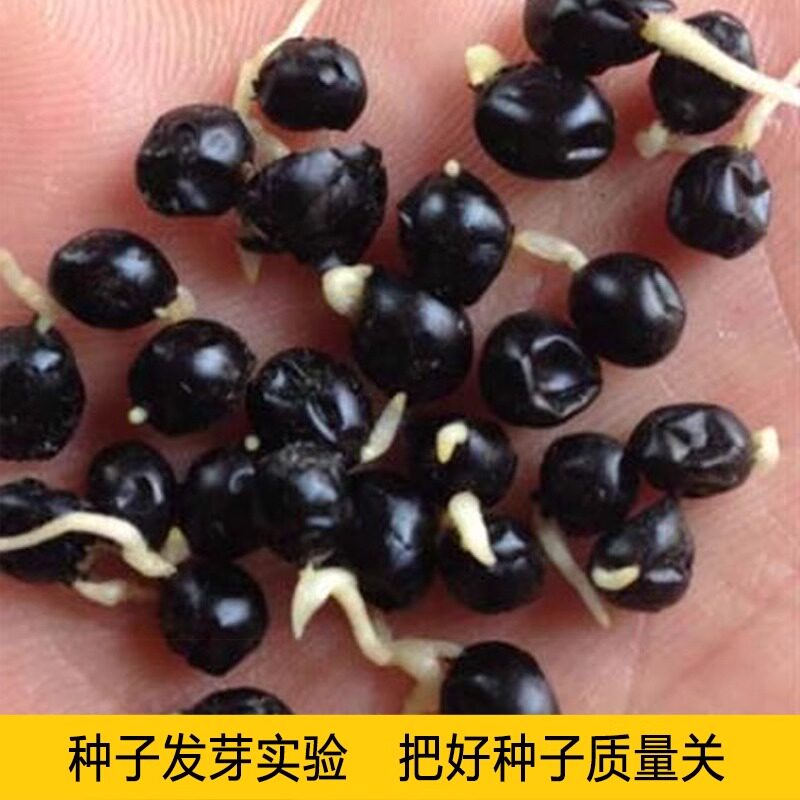射干种子黑莓易种活多年生耐阴耐寒盆栽春秋播百合乌蒲中药材种籽图片