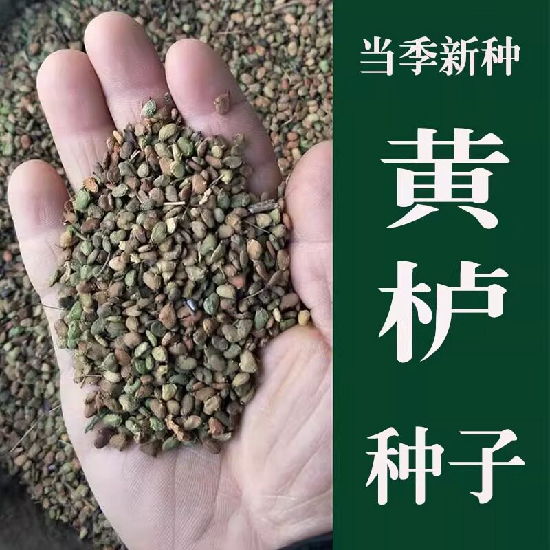 新采优质黄栌树籽 散装秋季春季播种观叶风景树绿化植物林木种子