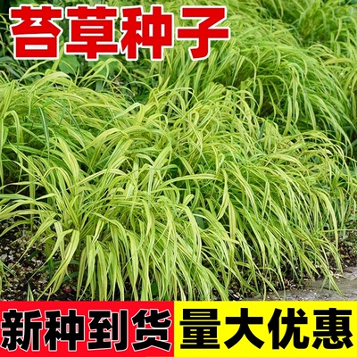 苔草种子四季常青草种籽青绿薹草多年生长寿草崂峪苔草庭院易活