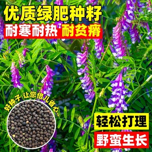 绿肥种籽苕子种长柔毛野豌豆种子果园紫花苕养蜂蜜源草种子毛苕子