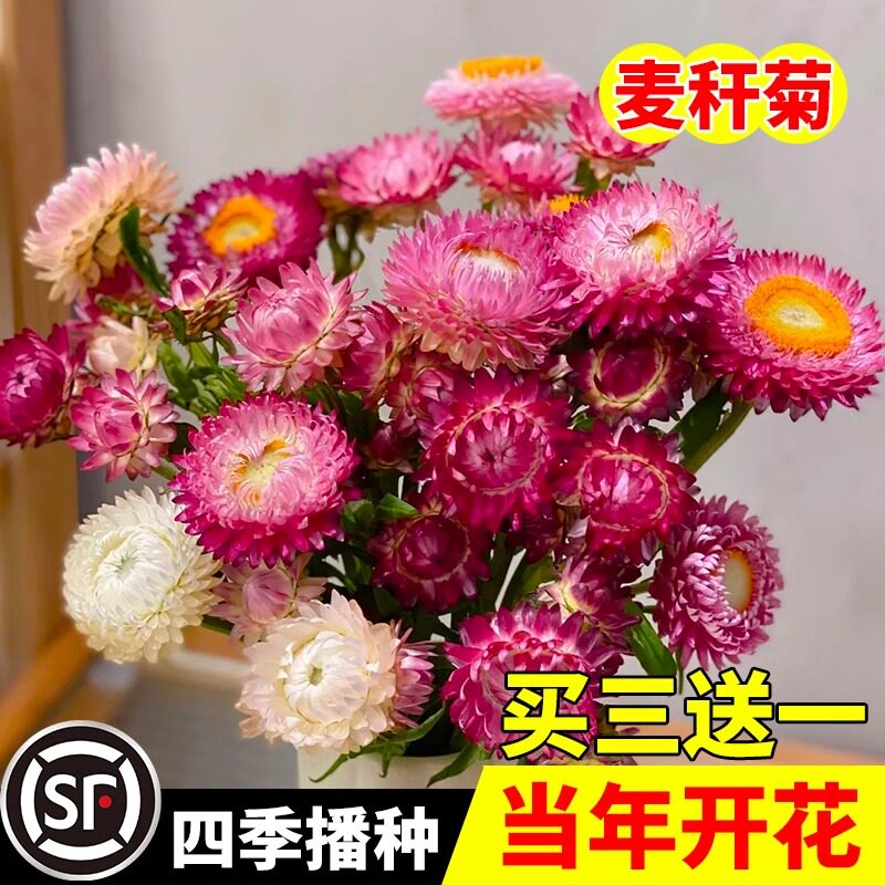 麦秆菊种子混色腊菊干花菊花籽景观绿化盆栽阳台园艺切花观花卉孑