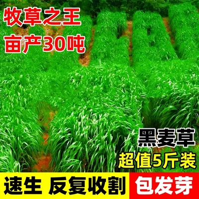 冬牧70黑麦草种子养殖四倍体宽叶