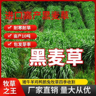 牧草种子黑麦草子种籽多年生南北方四季种植畜牧养殖牛羊猪鱼草籽