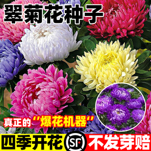 翠菊花籽糖果菊花种混色种子室外庭院北方耐寒易活野花孑四季播种