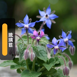 琉璃苣种子Borage紫花草星星草籽可食用香草室外阳台盆栽春秋季播