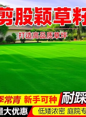 剪股颖草籽匍匐型矮生庭院高档草坪草籽四季常青北方耐寒草皮种子
