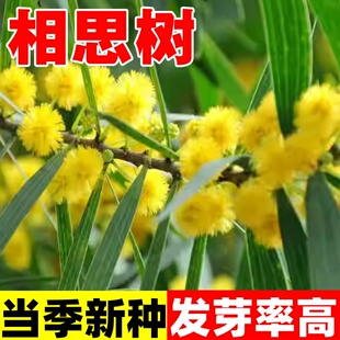 相思树种子台湾相思香丝树相思仔假叶豆台湾柳相思仔种子园林绿化
