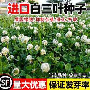 三叶草种子白三叶草籽红三叶草籽四季青草坪四季播种牧草果园绿肥