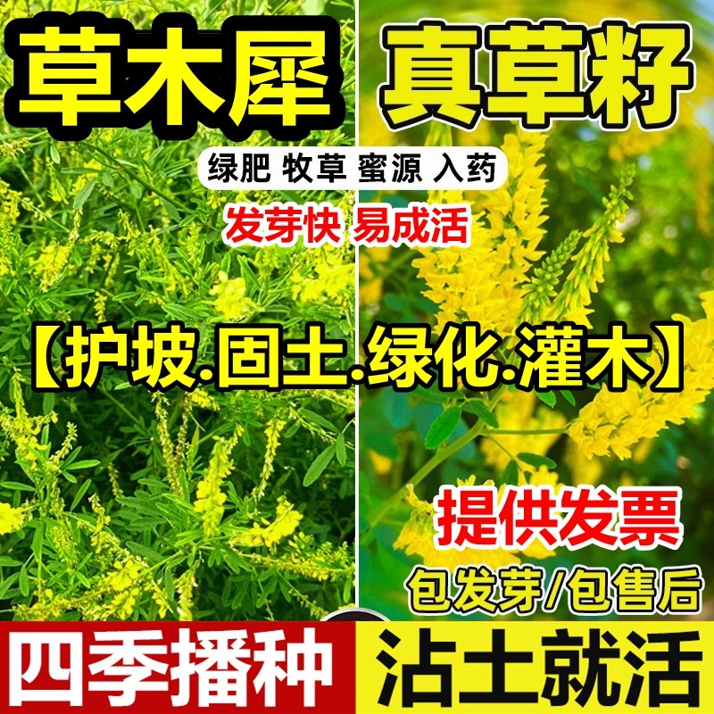 草木犀种子草木樨籽优质牧草种黄花臭苜蓿绿肥耐旱耐寒耐贫瘠蜜源
