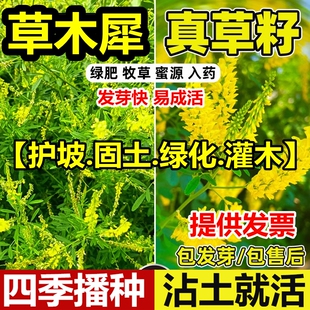 草木犀种子草木樨籽优质牧草种黄花臭苜蓿绿肥耐旱耐寒耐贫瘠蜜源
