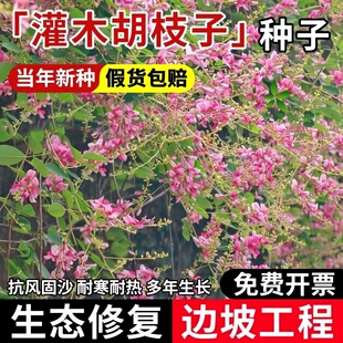 胡枝子种子护坡灌木美丽胡枝子二色胡枝子花卉林木截叶胡枝子种籽