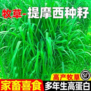 提摩西种子兔子豚鼠荷兰猪龙猫草籽四季多年生牧草种子猫尾草种籽