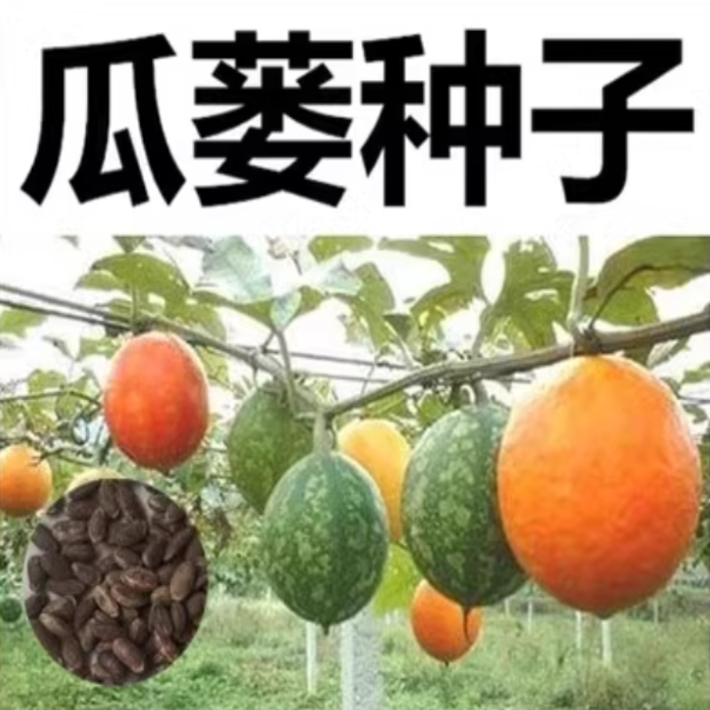 吊瓜子 瓜蒌种子 天花粉栝楼吊瓜祛痰材糖瓜蒌瓜种籽