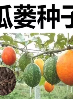 瓜蒌种子野生无杂四季种植