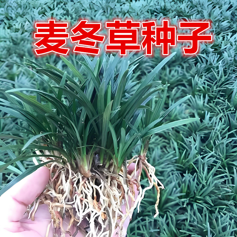 麦冬草草籽玉龙草日本矮麦冬草种籽细叶四季青麦冬籽庭院绿化种子