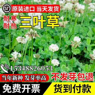 进口白三叶种籽四季常青绿