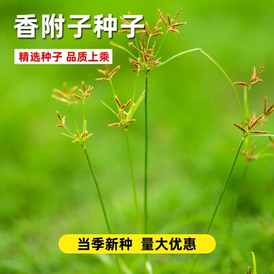 香附子种子莎草雷公头种籽四季种植易活中药材种苗地沟草山芽草种