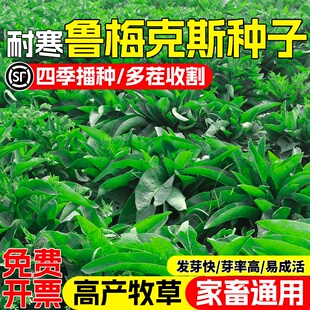 多年生鲁梅克斯种子俄罗斯饲料菜高产型牧草种籽猪牛羊鸡鸭鹅