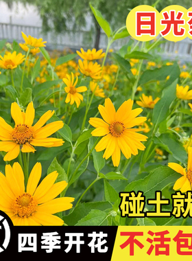 日光菊花种子小黄花籽多年生宿根黄色菊花种子籽当年开花耐寒耐旱